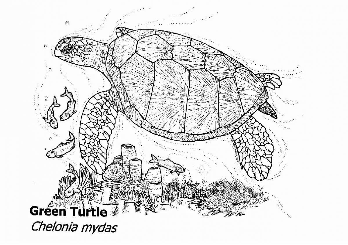 Раскраска восхитительная красноухая черепаха