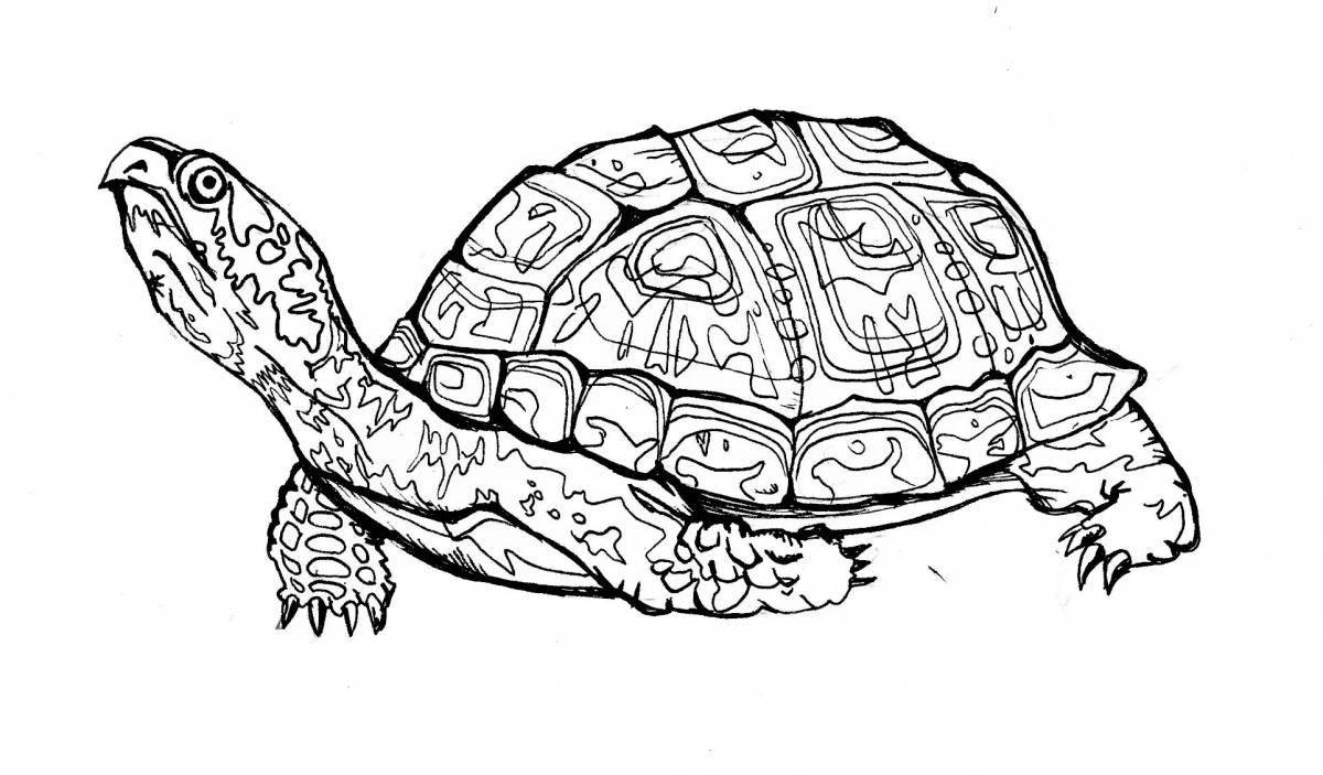 Раскраска юмористическая красноухая черепаха
