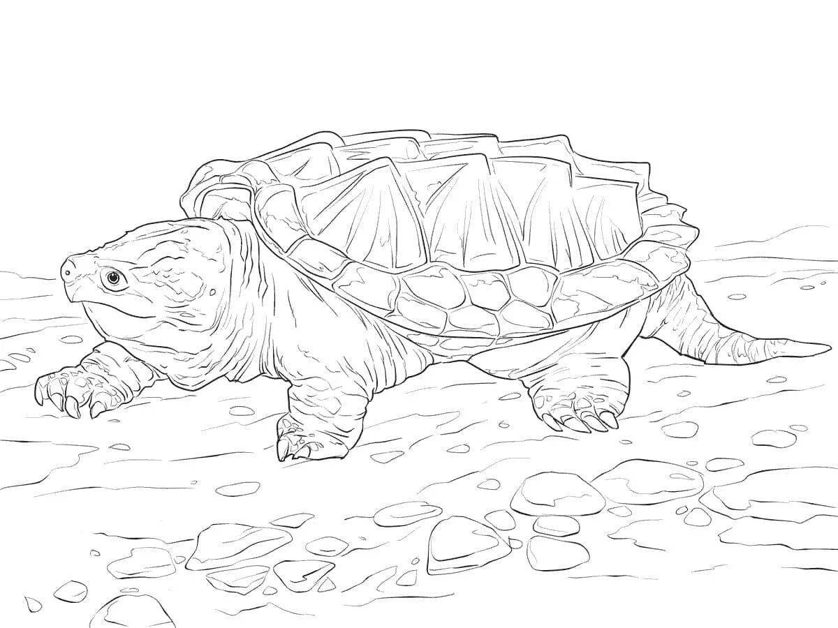 Coloring funny red-eared turtle