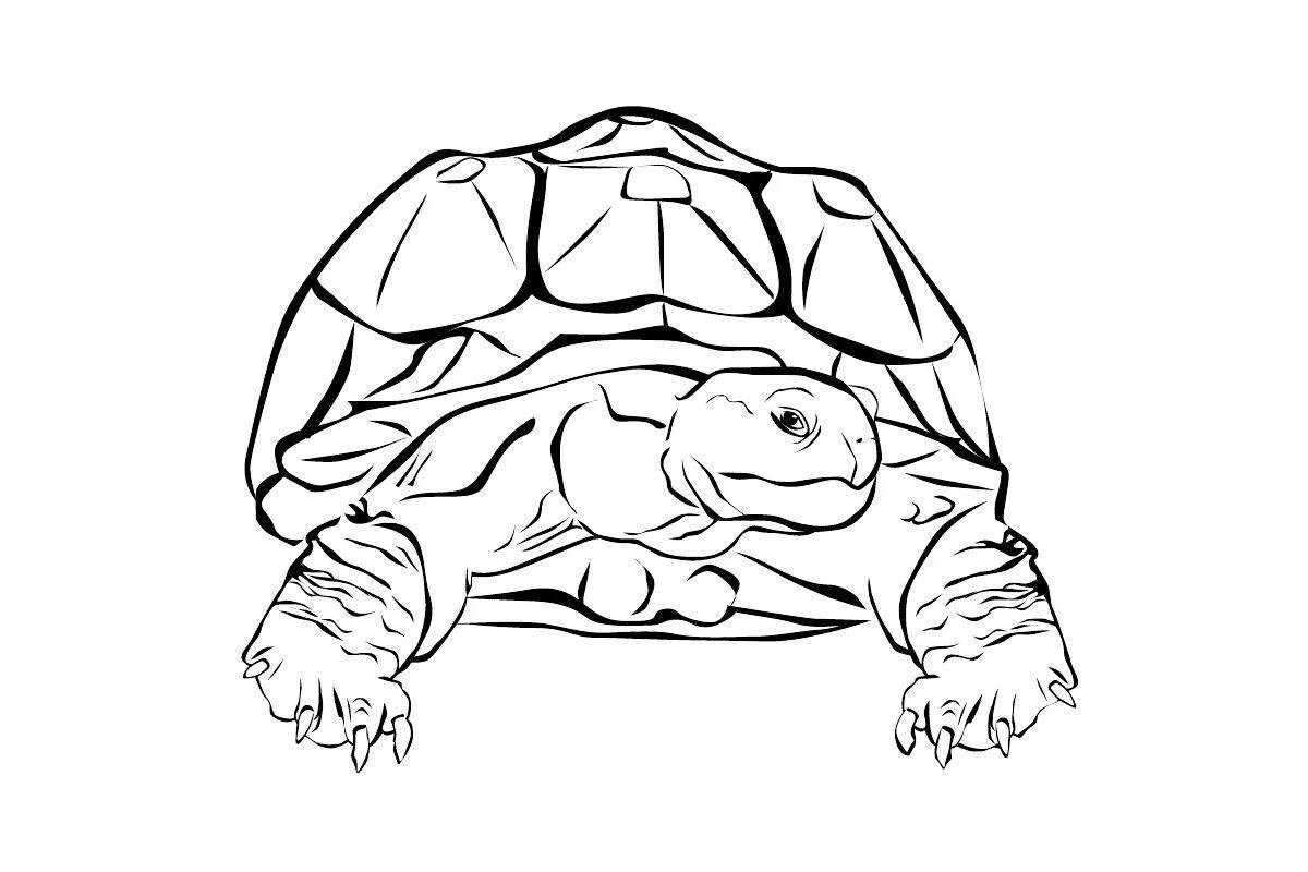 Fancy red-eared turtle coloring page