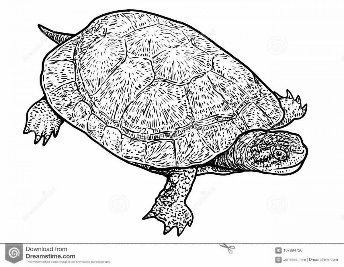 Coloring book witty red-eared turtle