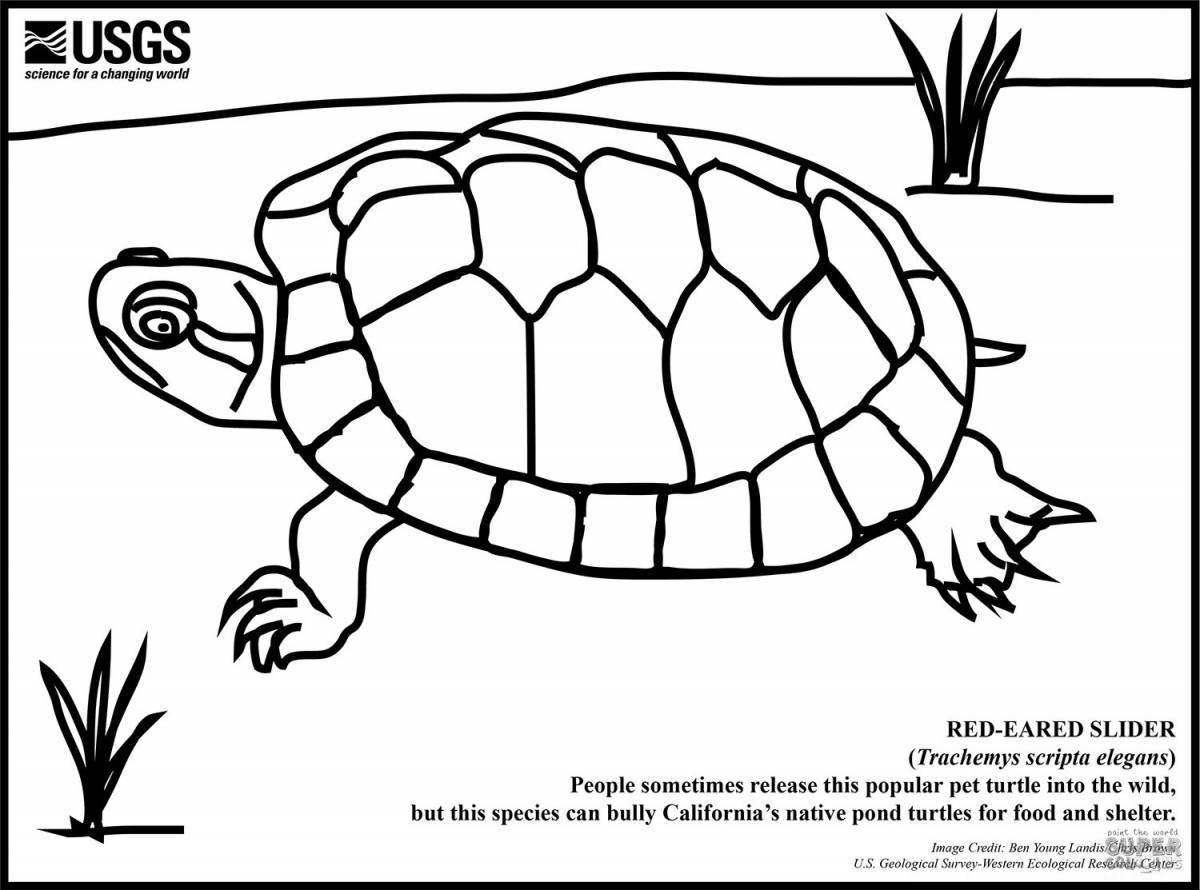 Красноухая черепаха раскраска для детей