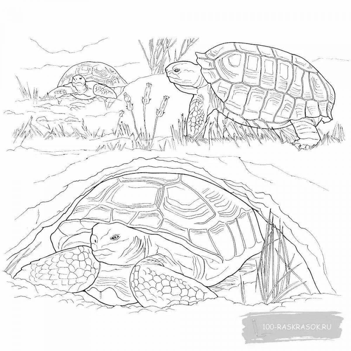 Coloring book cute red-eared tortoise