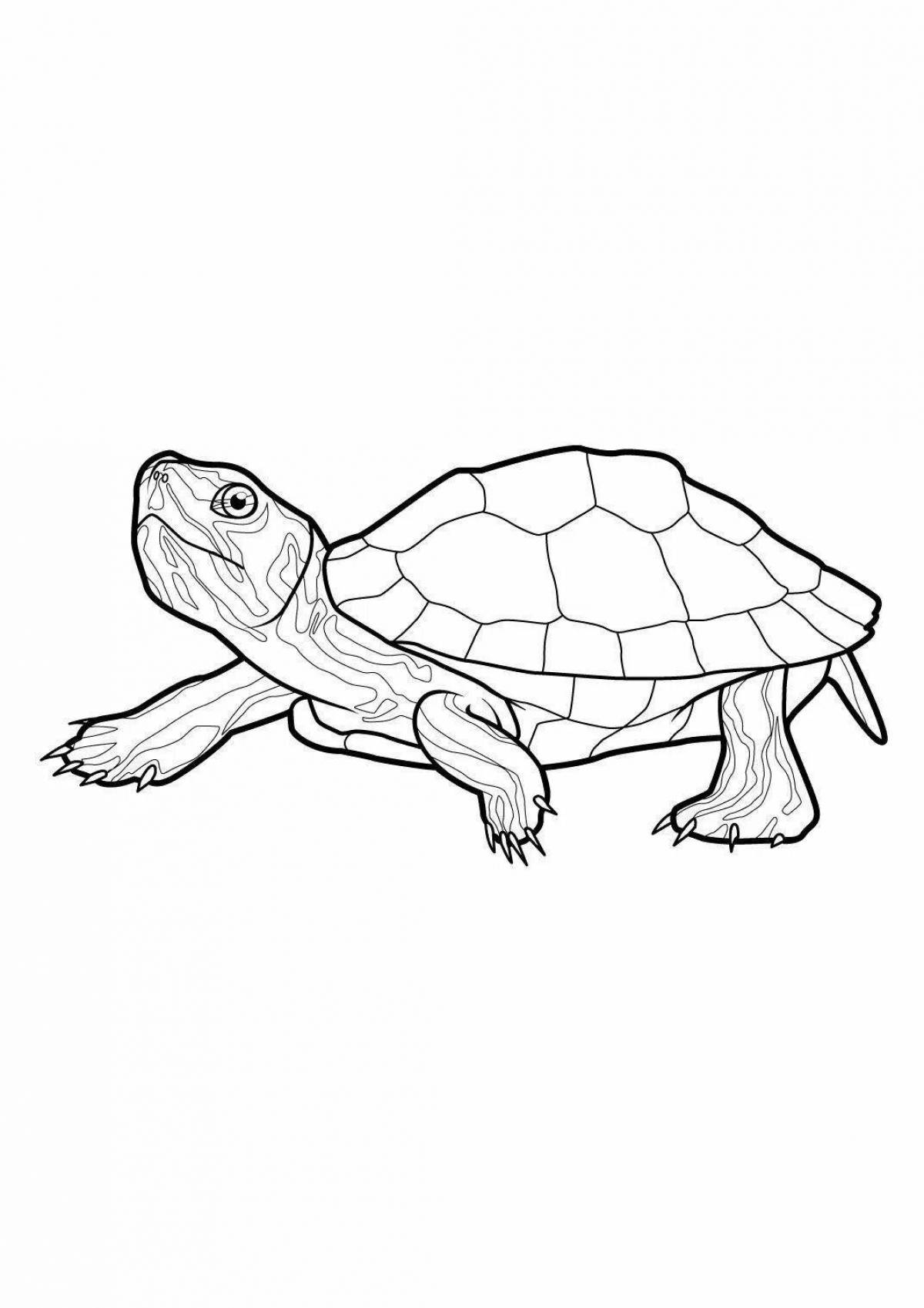 Majestic red-eared tortoise coloring page