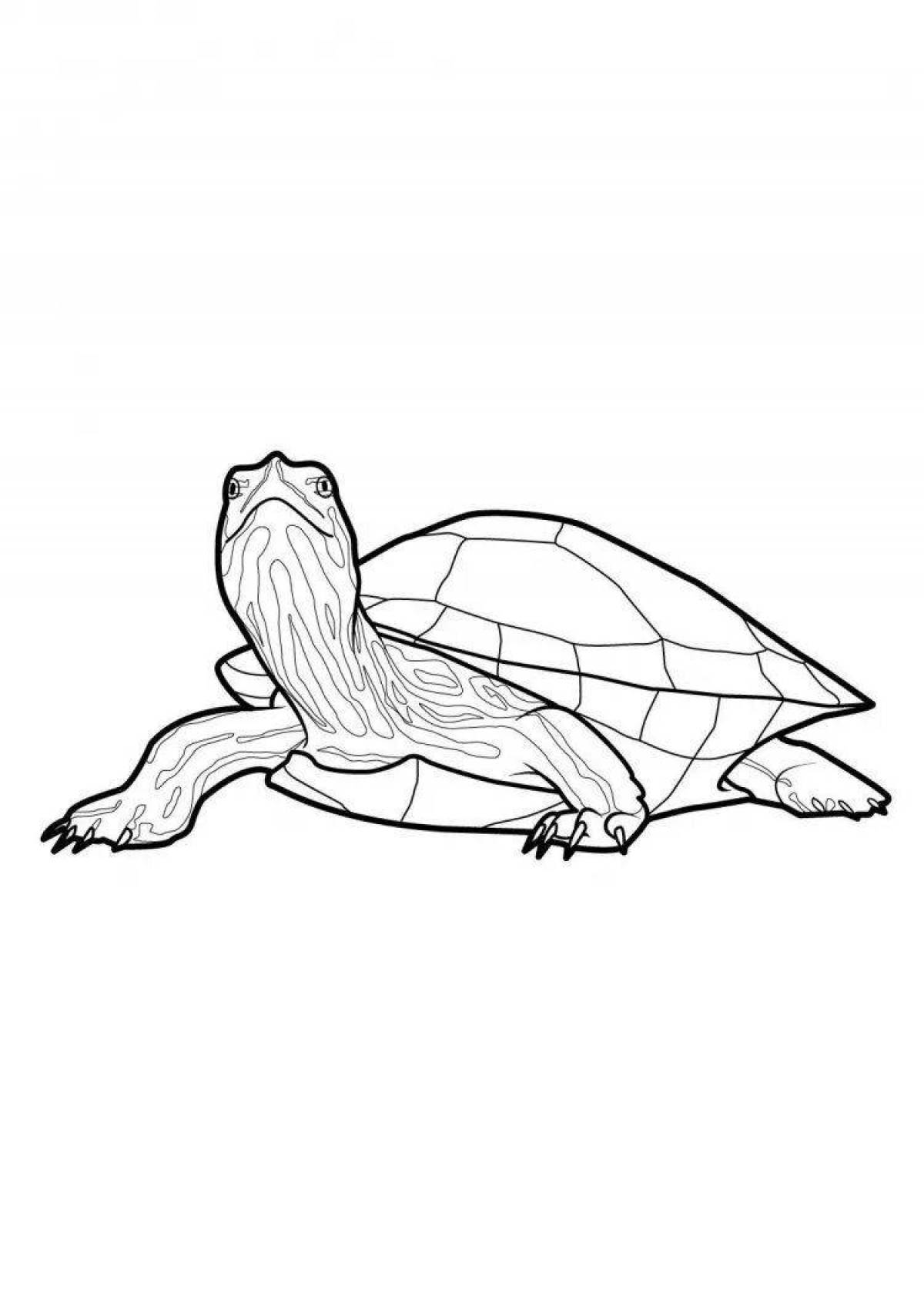 Coloring book big red-eared tortoise