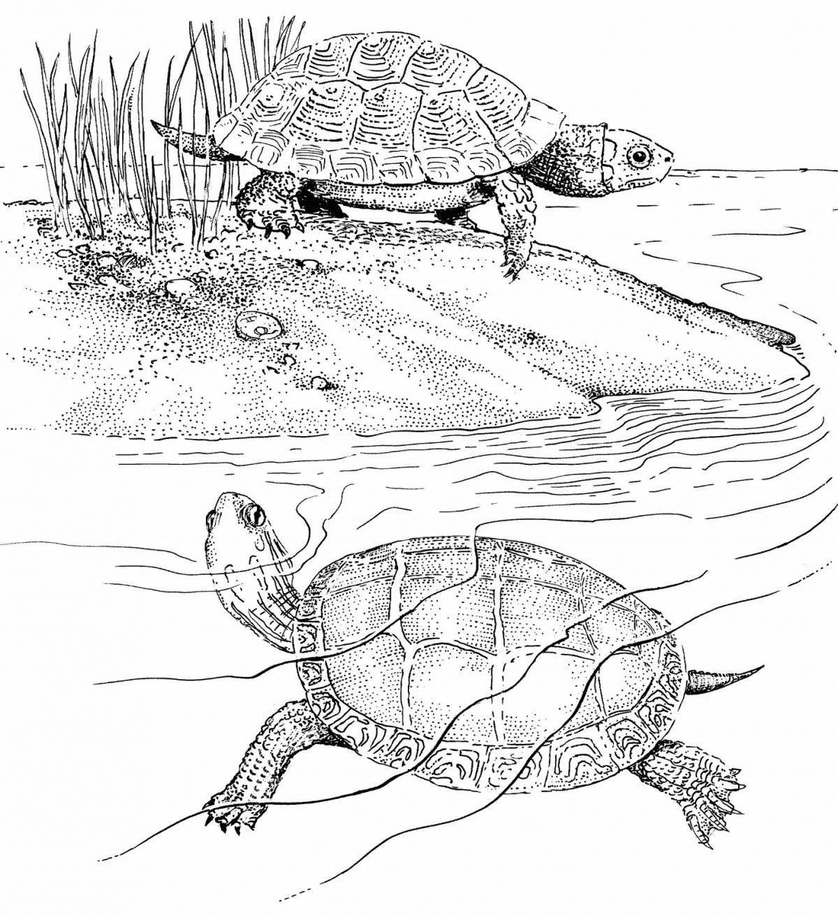 Coloring book magnificent red-eared turtle