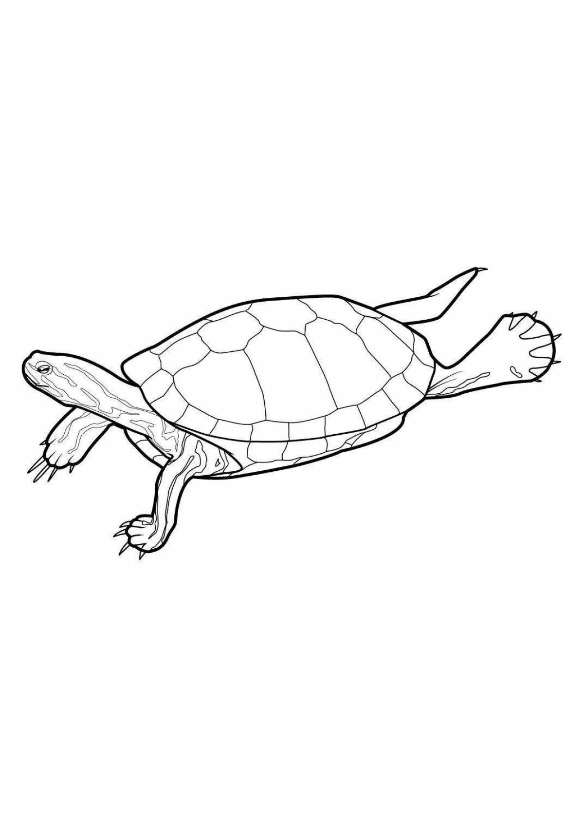 Coloring book amazing red-eared turtle