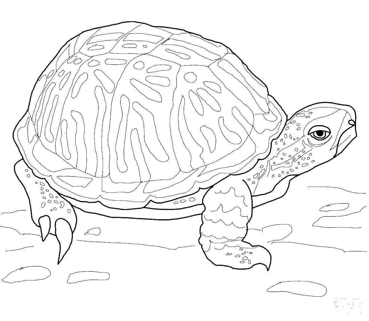 Черепаха красноухая #2