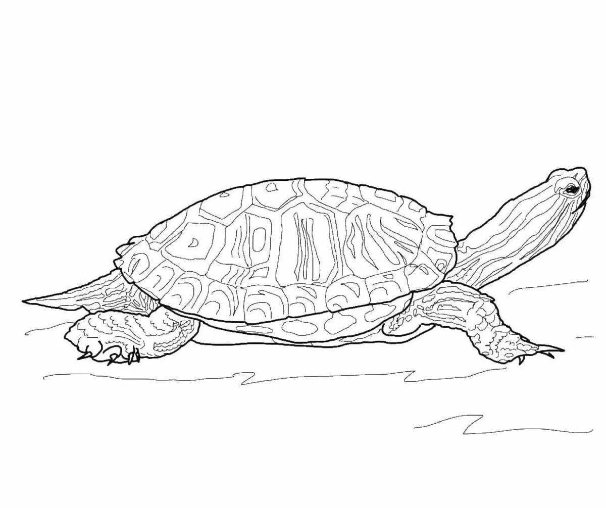 Черепаха красноухая #3