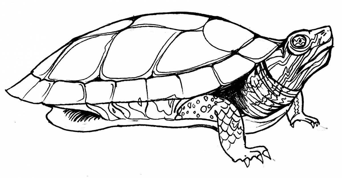Черепаха красноухая #4