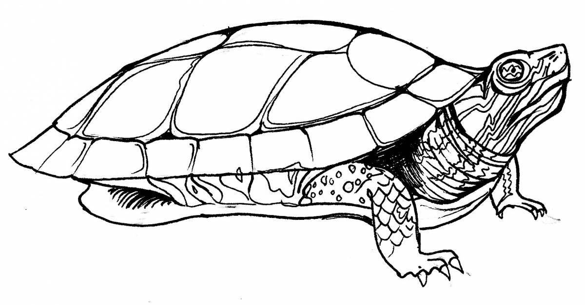 Рисунок красноухой черепахи