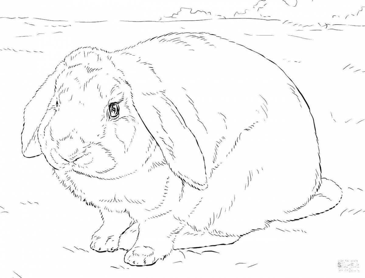 Coloring book fluffy eared rabbit