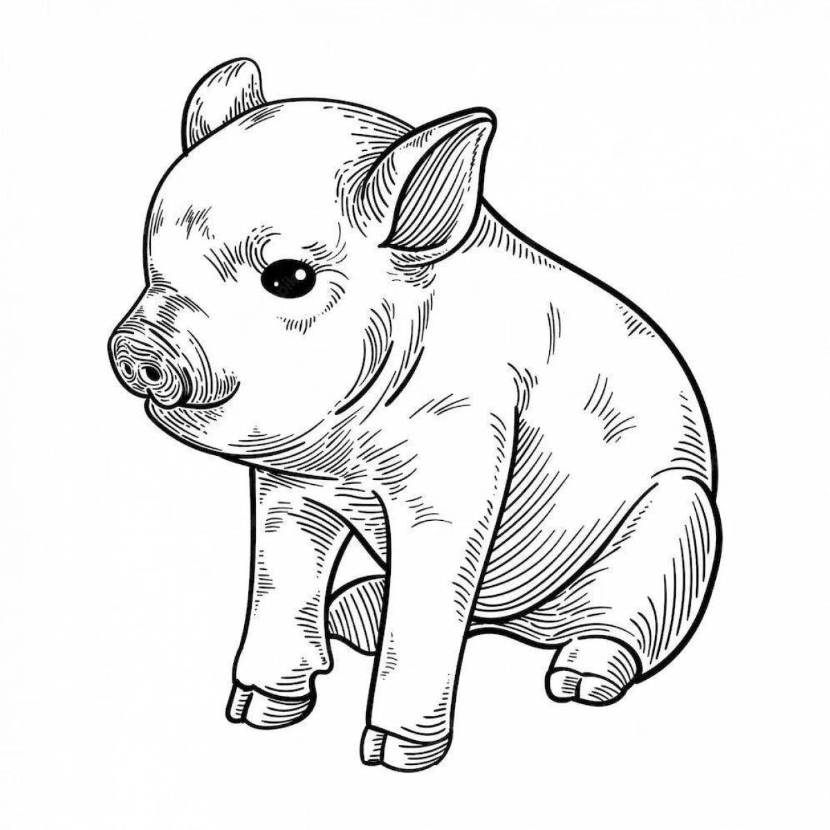 Mini pig #11