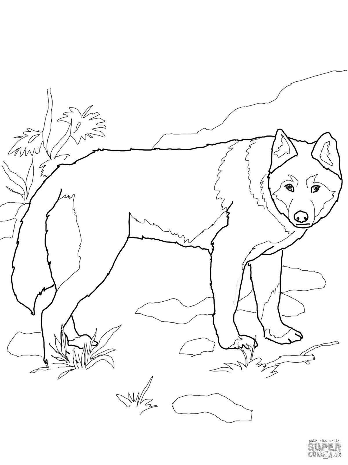 Собака динго распечатать. Собака Динго раскраска для детей. Дикая собака Динго раскраска. Волк раскраска для детей. Рисунок дикого животного.