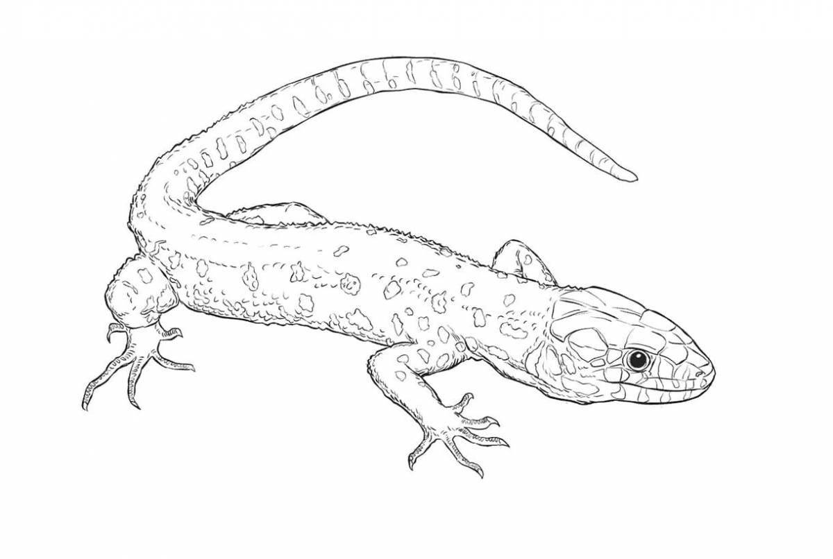 Bright common newt coloring page