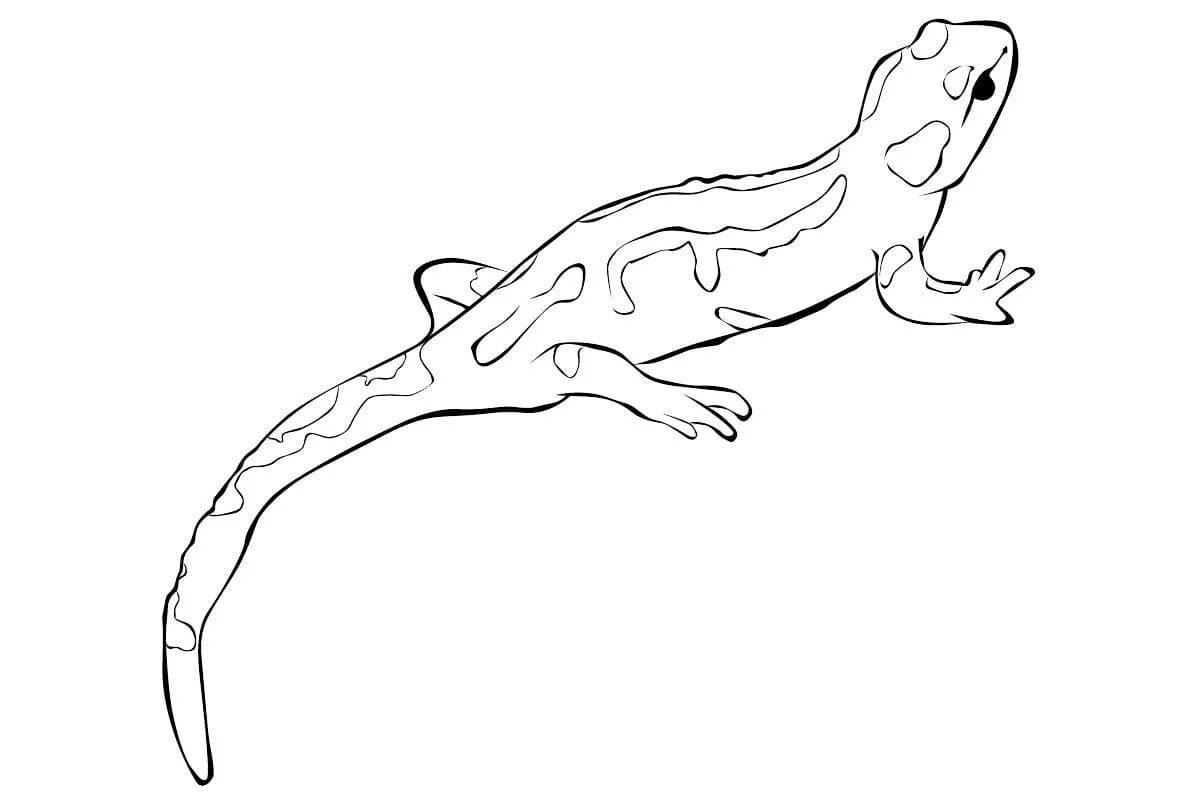 Live coloring page of the common newt