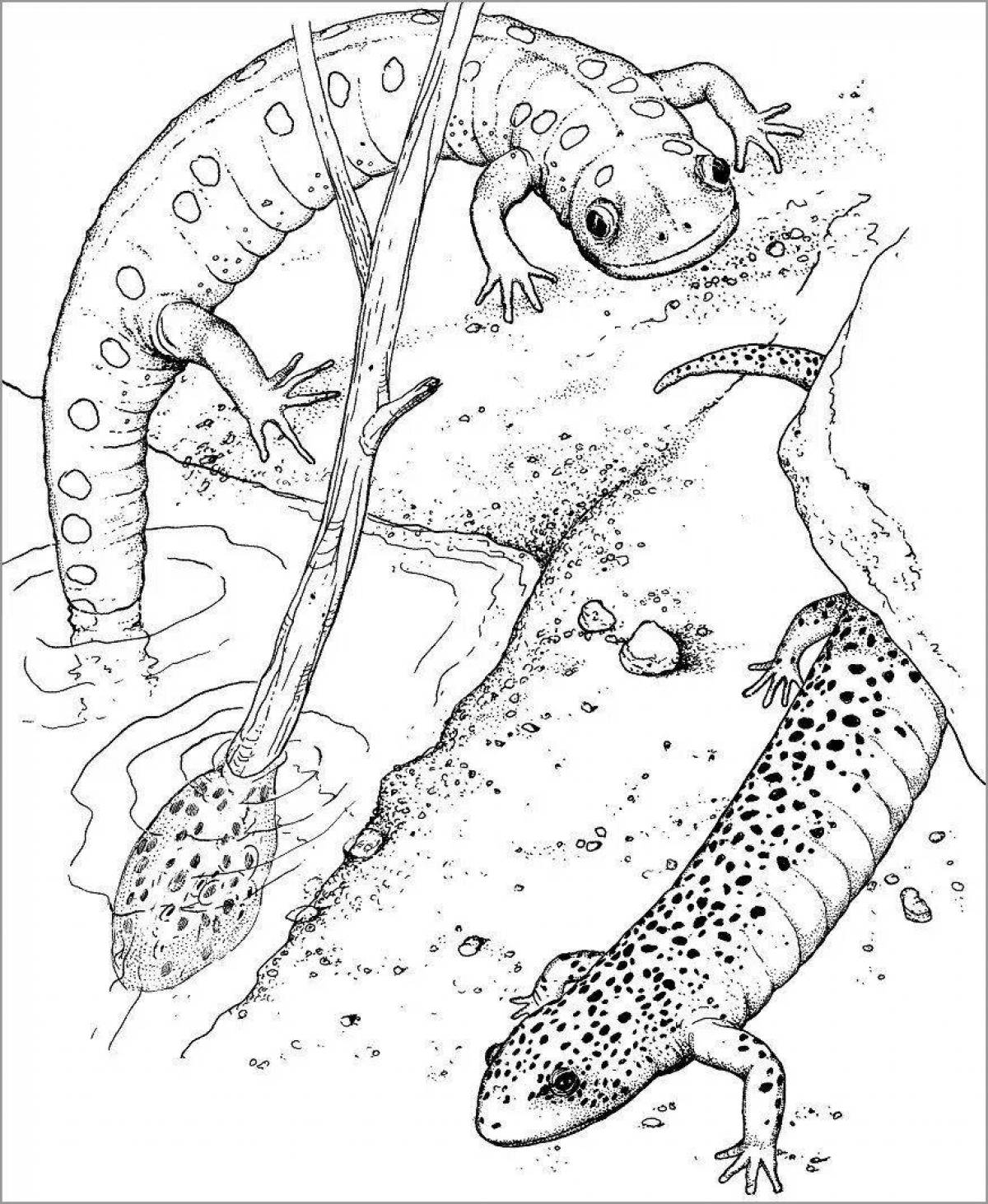 Animated common newt coloring page