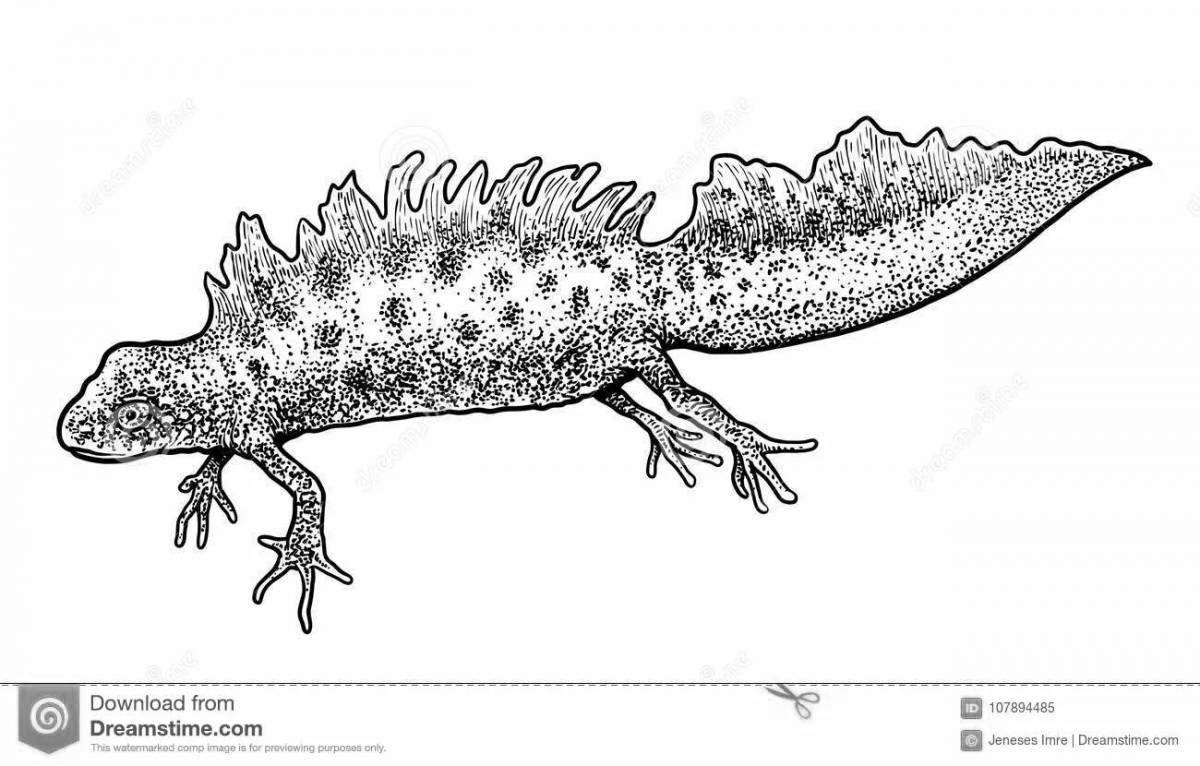 Charming coloring of the common newt