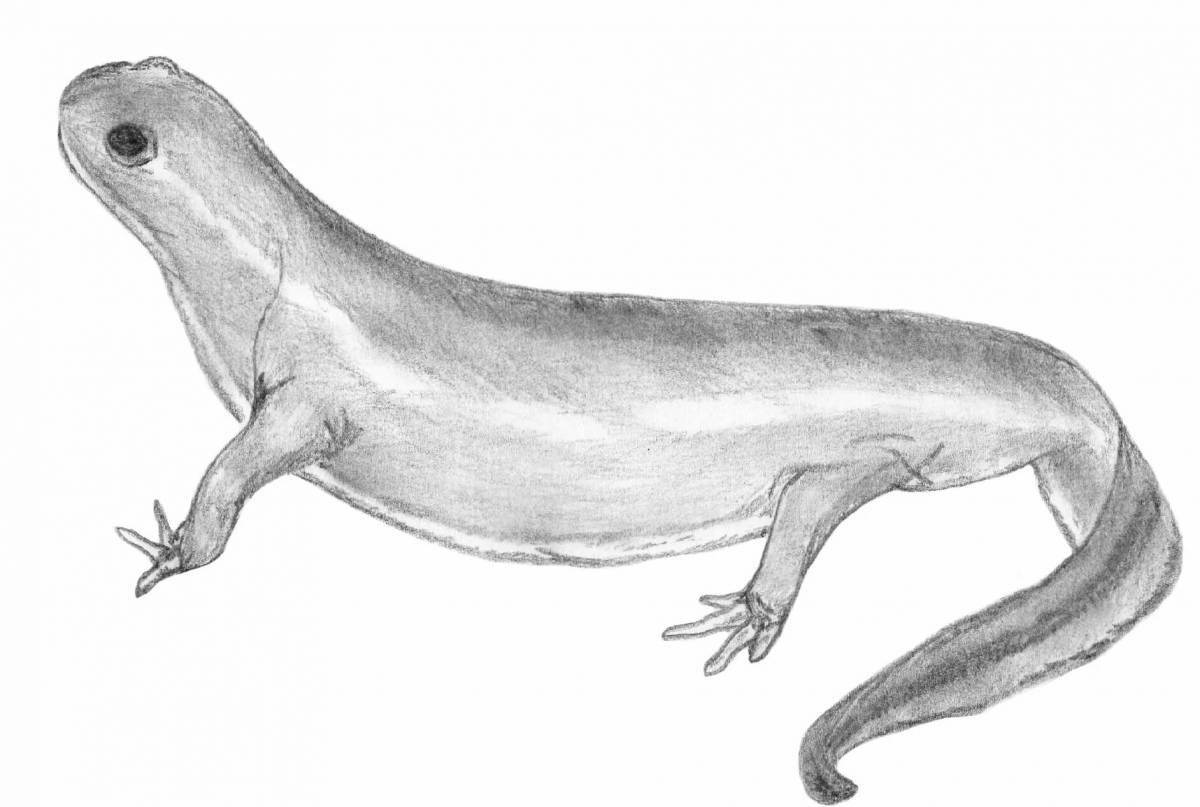 Coloring book witty common newt