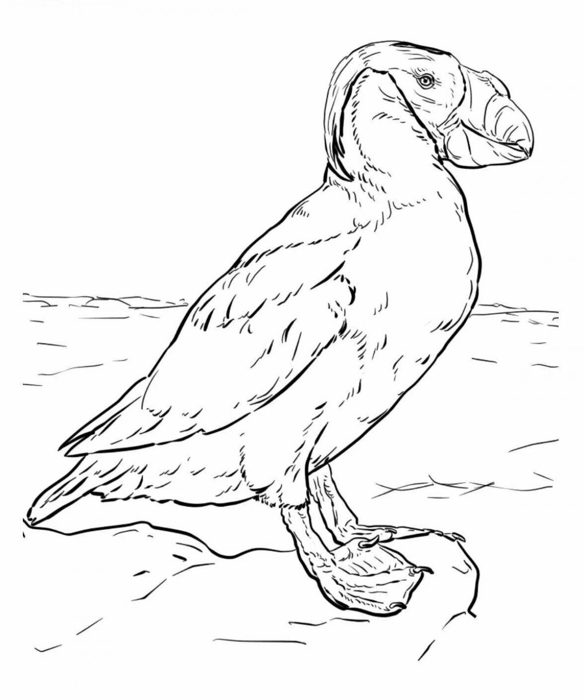 Coloring page adorable puffin bird