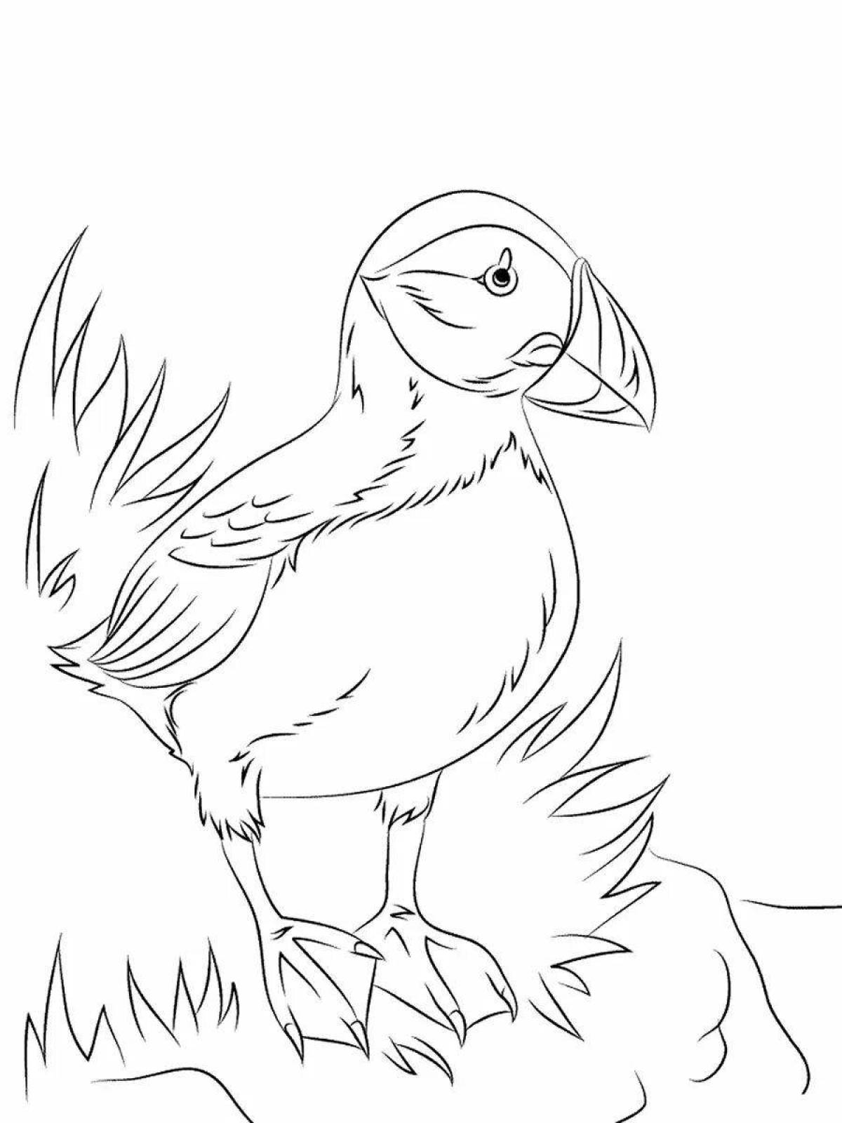 Coloring page magnificent puffin bird