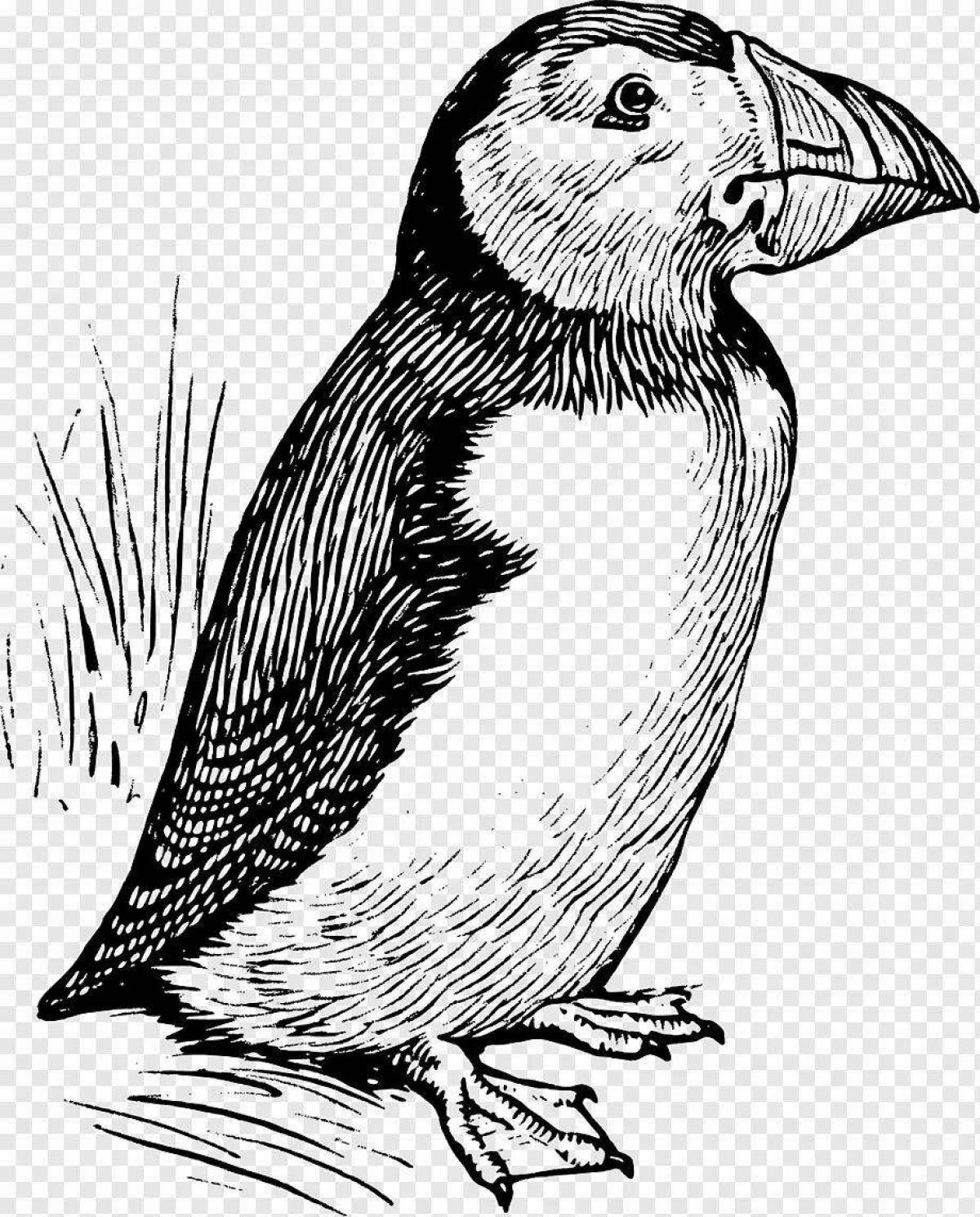 Coloring page graceful puffin bird
