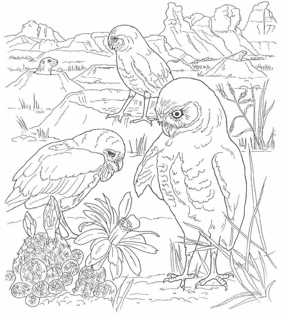 Radiant puffin bird coloring book