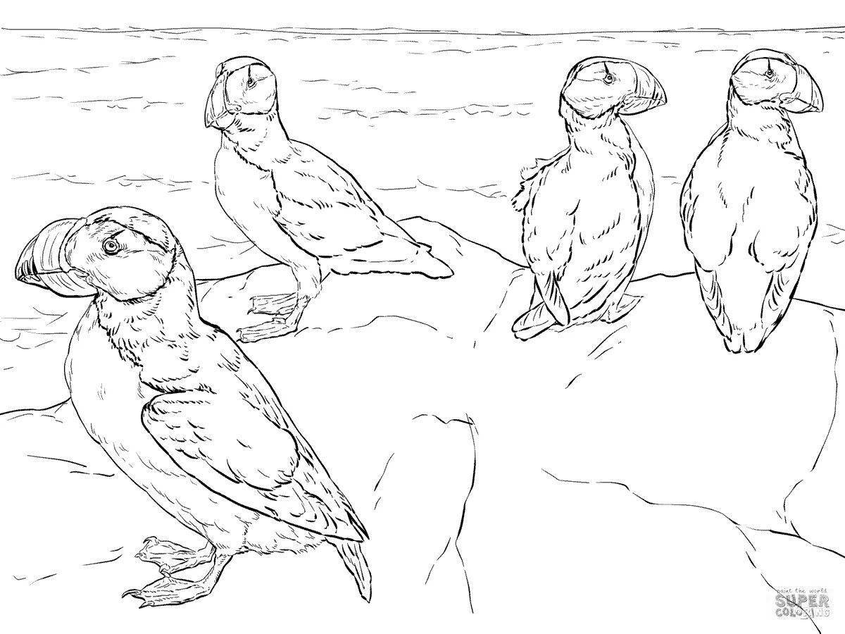 Impressive puffin coloring page