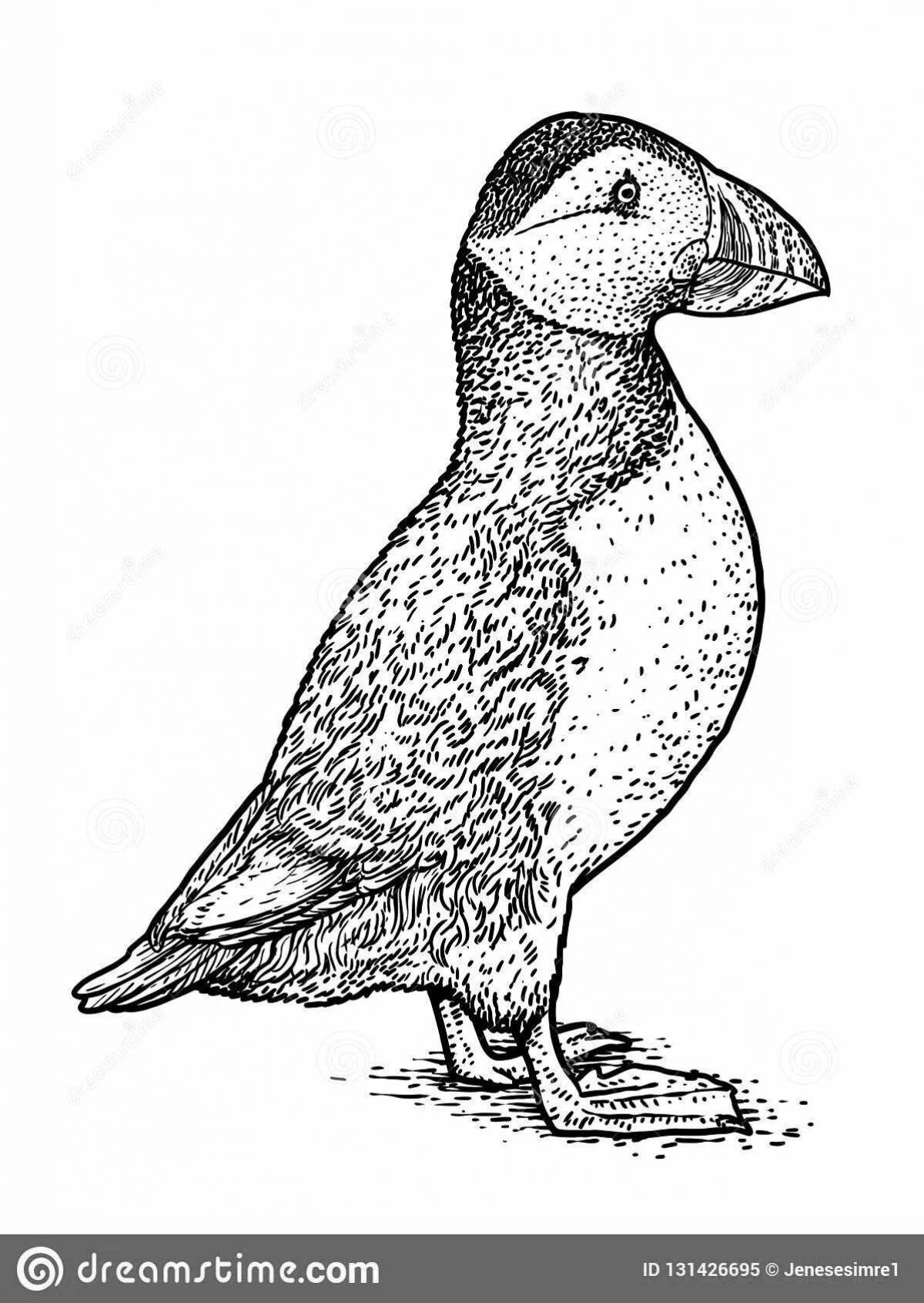 Coloring page elegant puffin bird