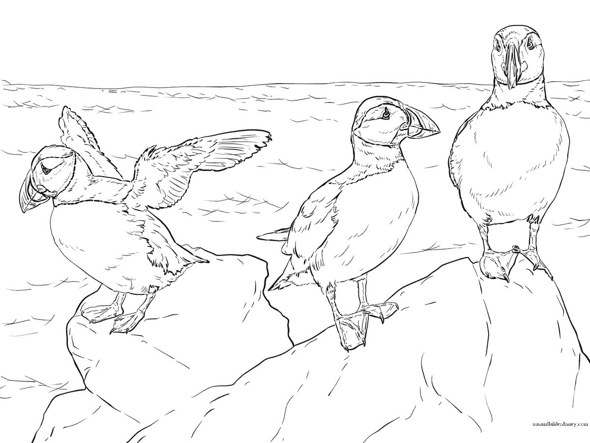 Coloring page glamorous puffin bird