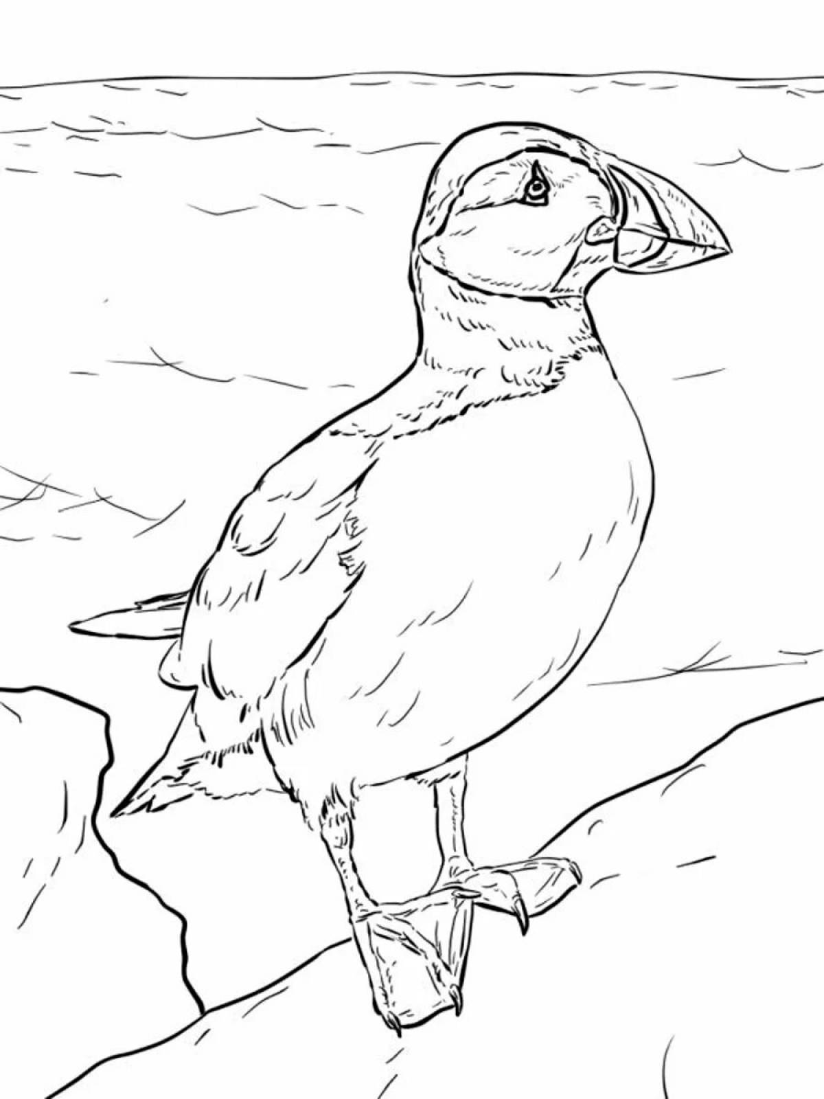 Coloring book funny puffin bird
