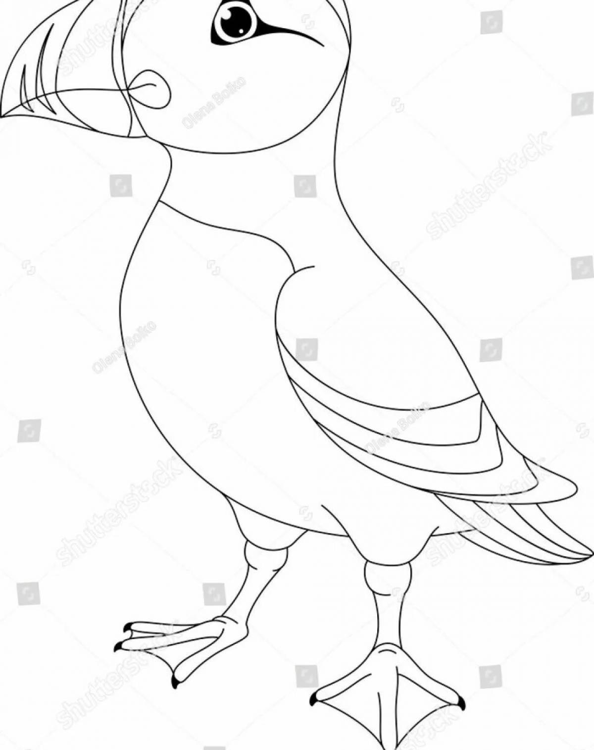 Coloring book witty puffin bird