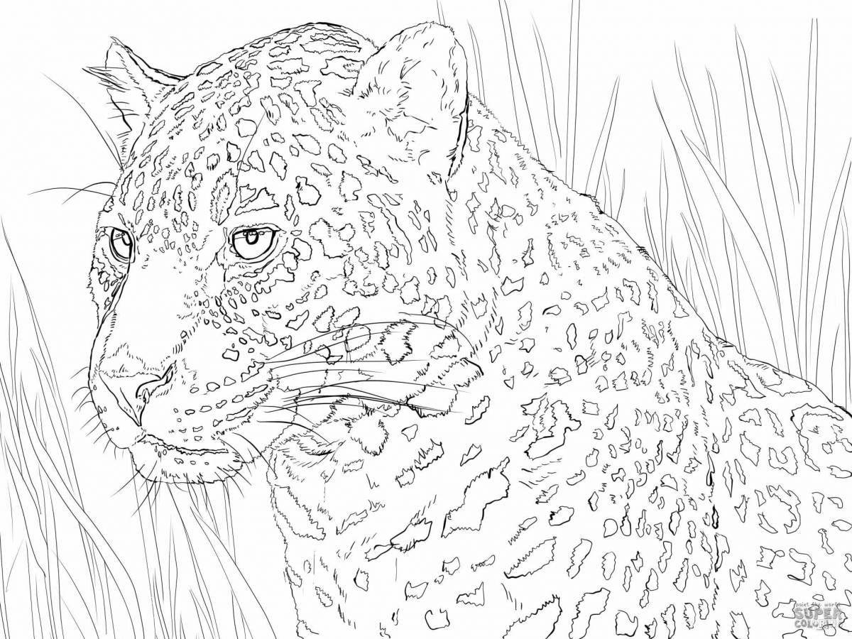 Rare coloring book antistress leopard