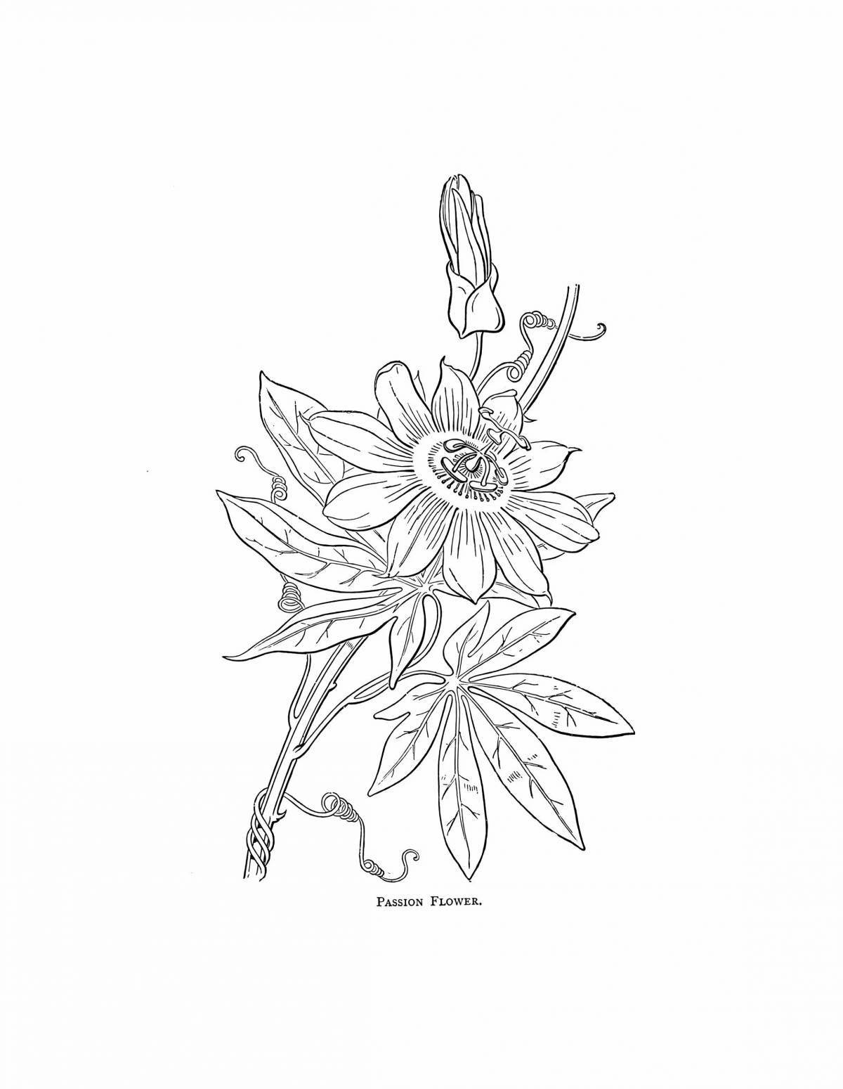 Coloring page cheerful unknown flower