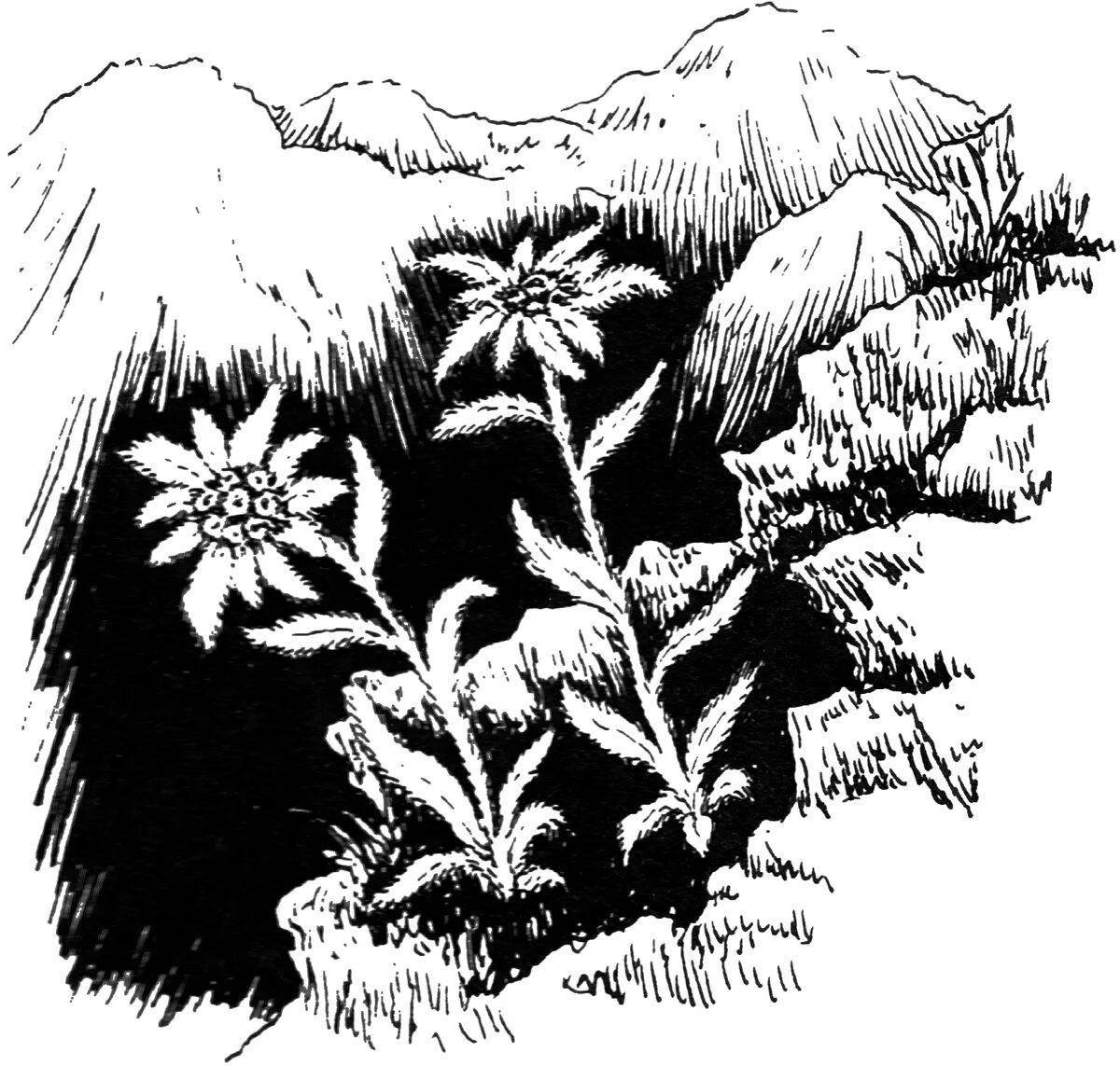 Great unknown flower coloring page