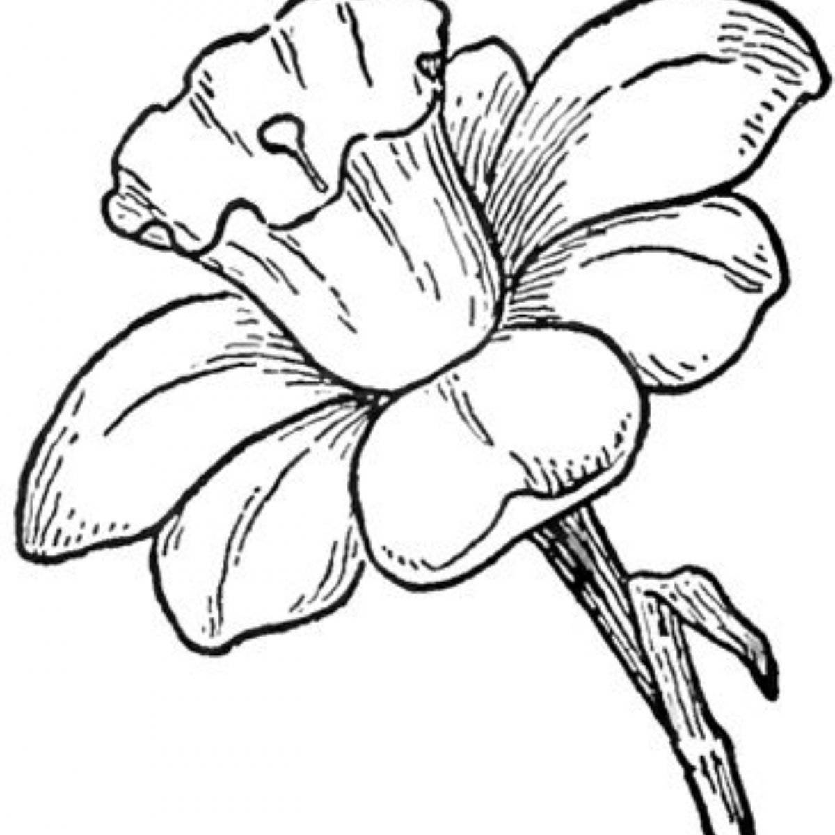 Coloring page of unknown flower