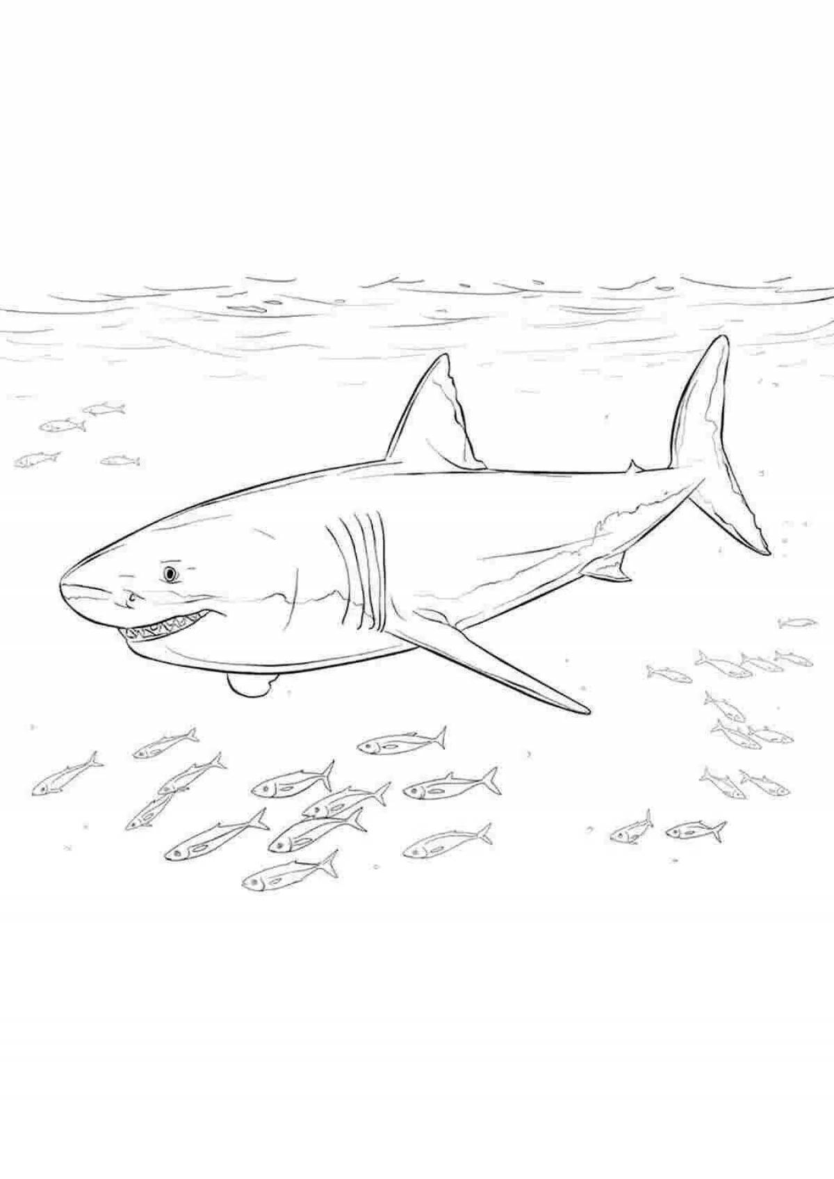 Игривая раскраска жир акулы