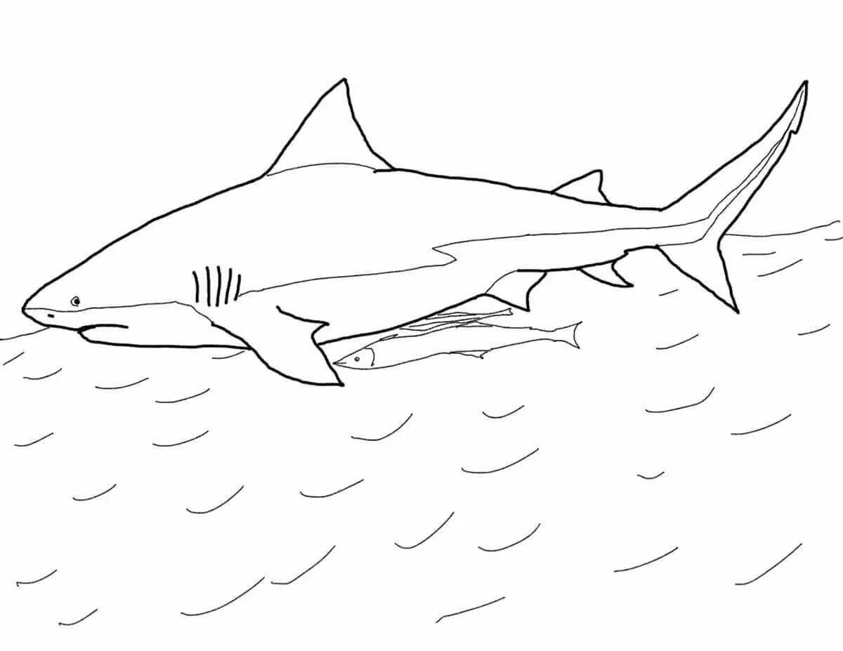 Сказочная раскраска жир акулы