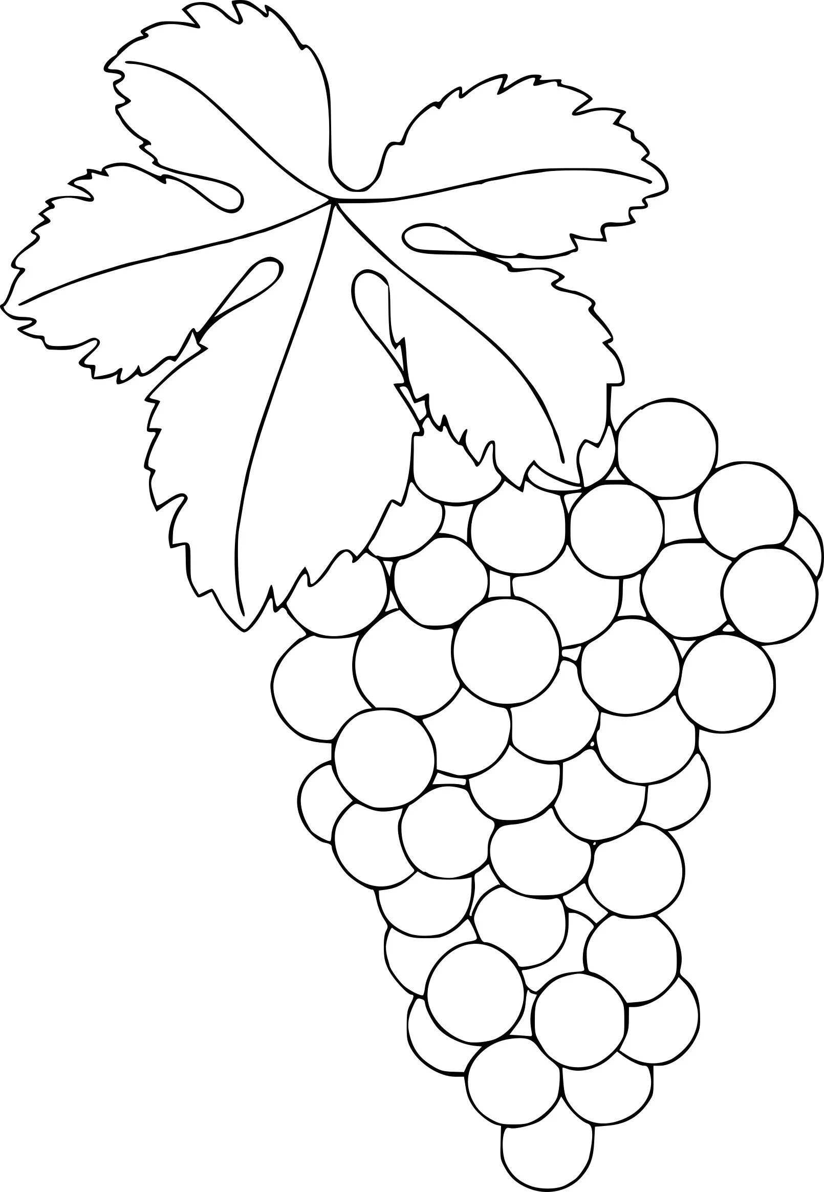 Листья винограда #10
