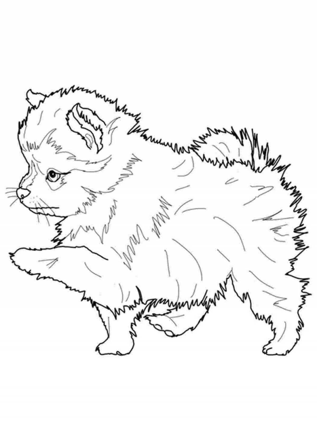 Colorful spitz drawing