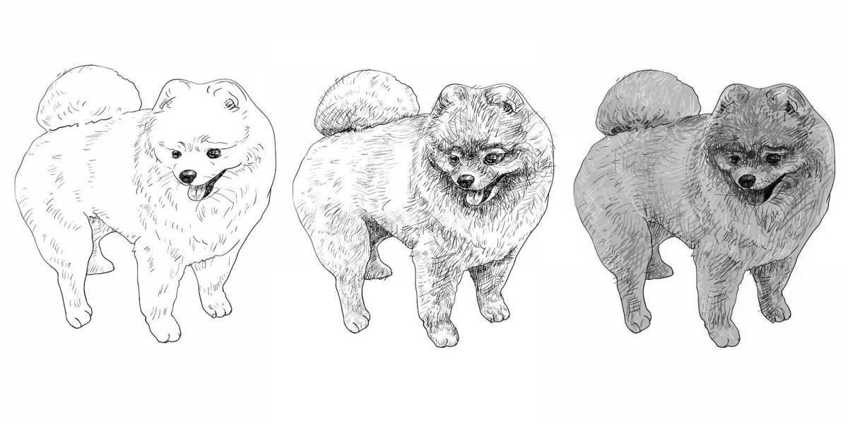 Photo Adorable Spitz drawing
