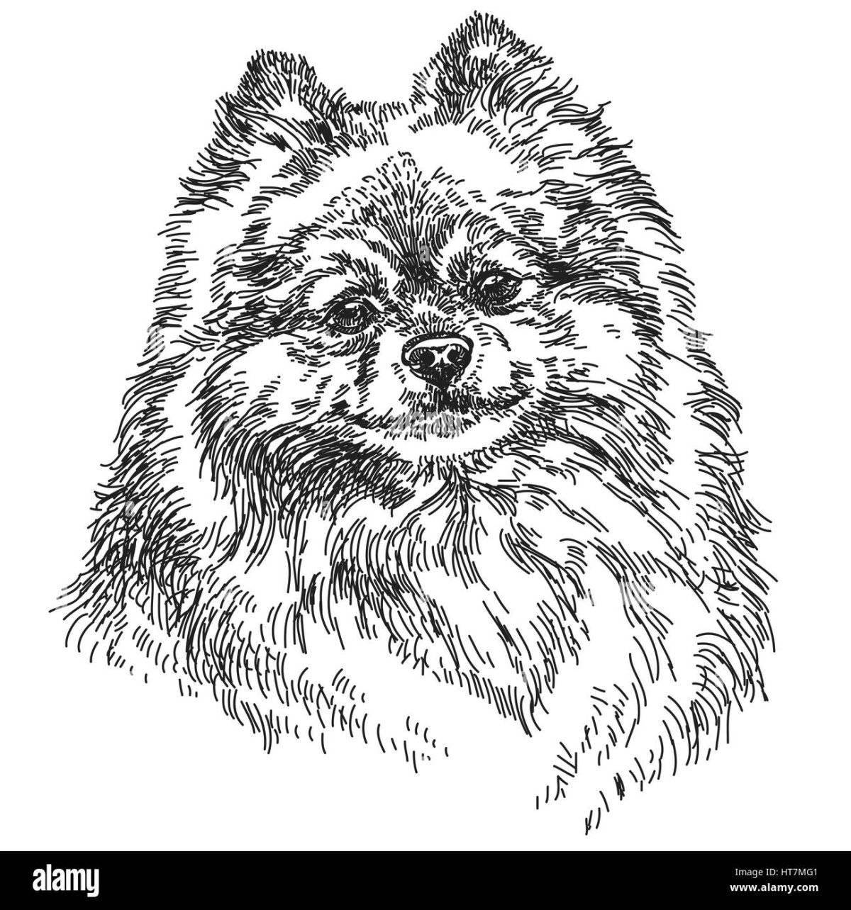 A fascinating drawing of a spitz