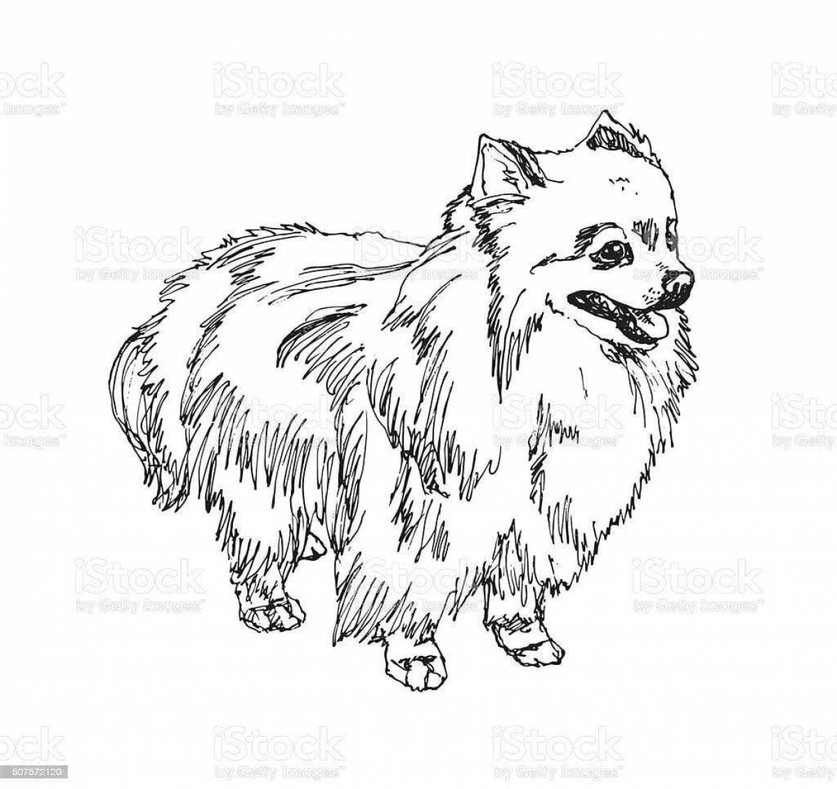 Photo Playful spitz drawing
