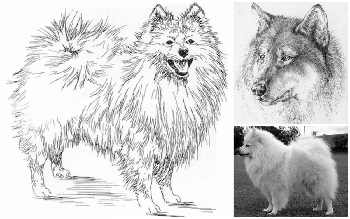 Photo Innovative Spitz pattern