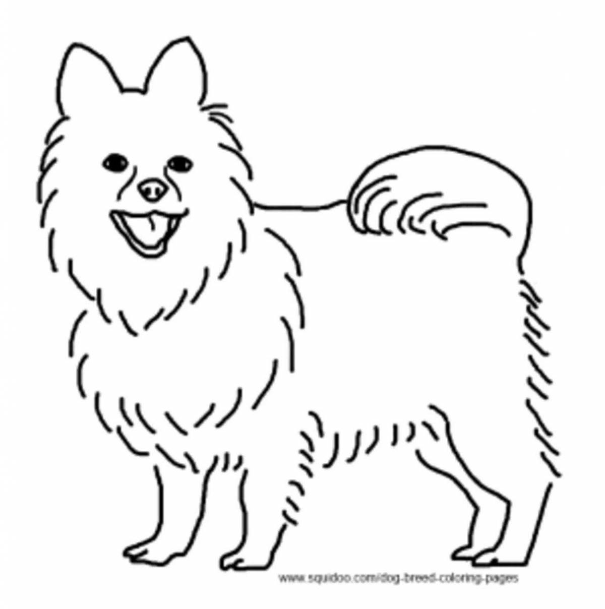 Photo Fancy spitz drawing
