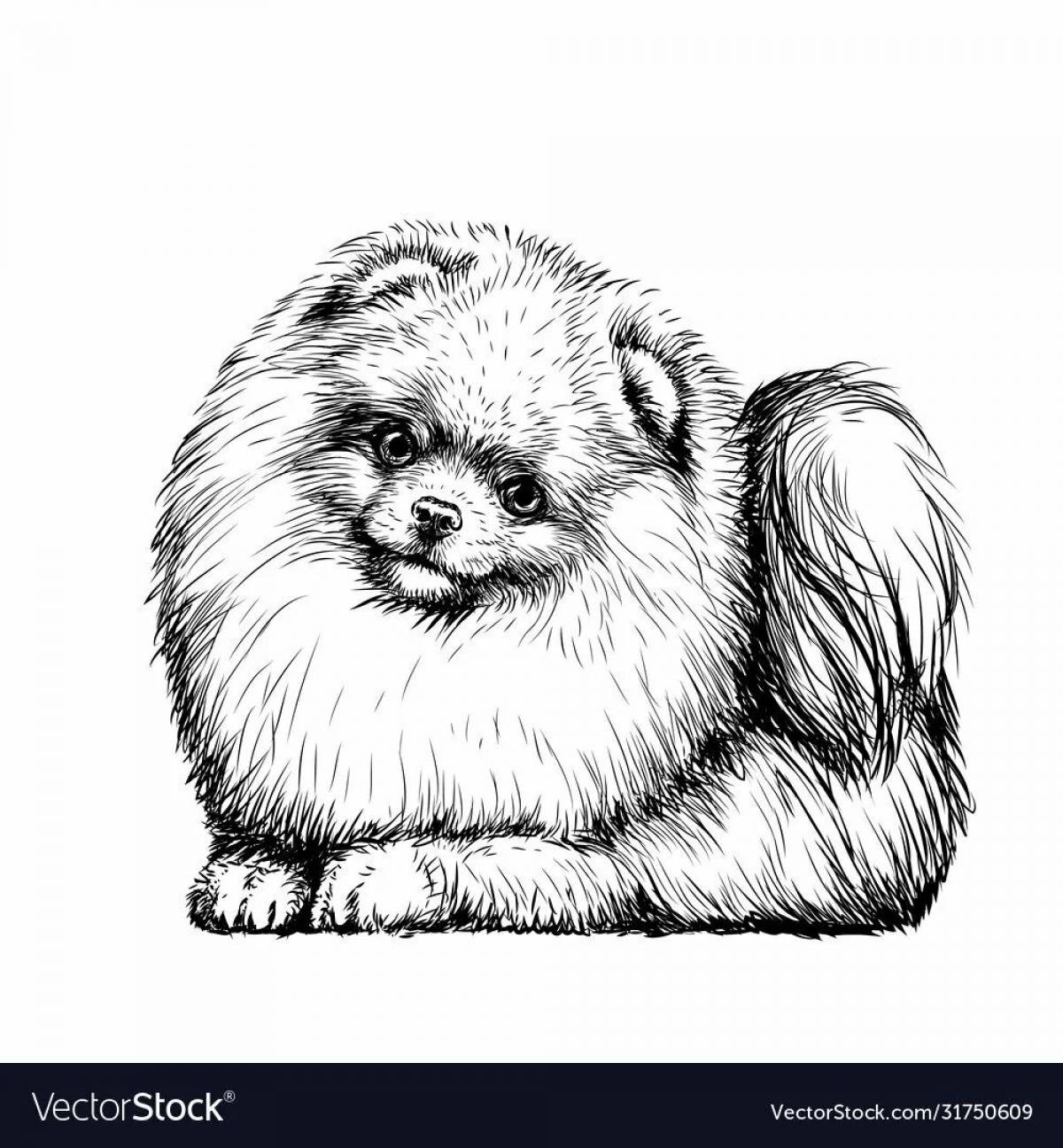 Photo Spitz drawing #1