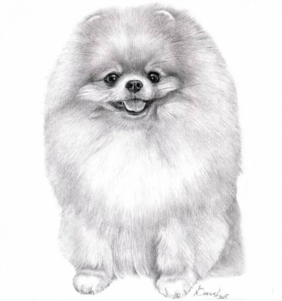 Photo Spitz pattern #2