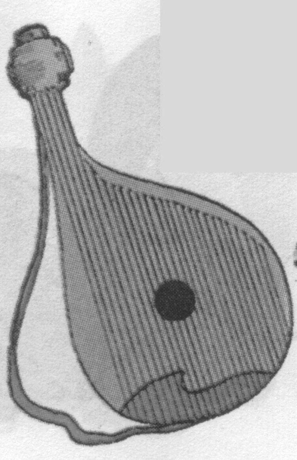 Elegant harp pattern