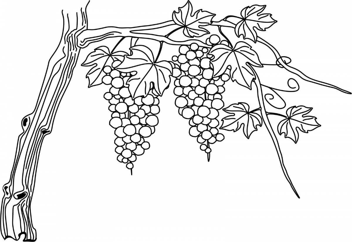 Яркая раскраска виноградная ветвь