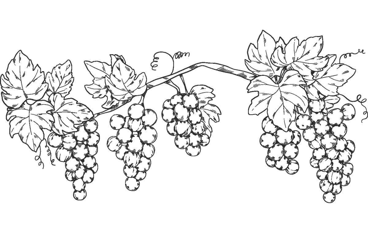 Экзотическая раскраска виноградная ветвь